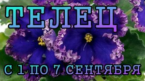 ТЕЛЕЦ таро прогноз на неделю с 1 по 7 СЕНТЯБРЯ 2025 года.