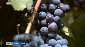 На Ставрополье стартовала уборка винограда