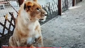 Ровно год назад для львёнка Шерхан Вселенная нашла дом в Беларуси. МинЗоо 30 августа.