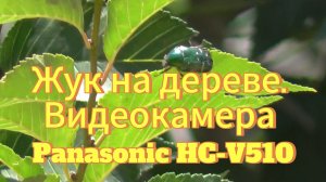 Жук на дереве. Видеокамера Panasonic HC-V510 в деле zoom оптический 50x. Съёмка с балкона 5 этажа.