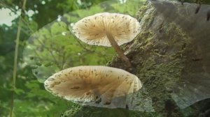 Время сбора грибов (3)