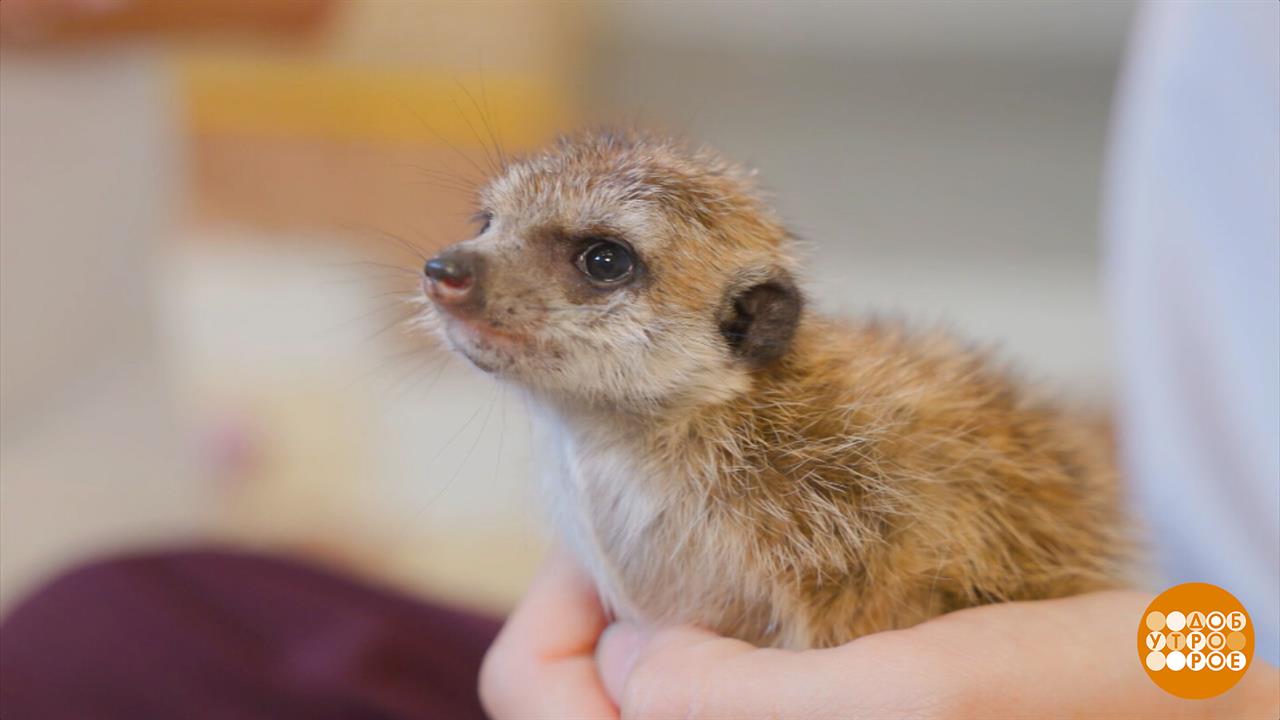 Сурикаты: любопытные и бесстрашные. Доброе утро. Фрагмент выпуска от 29.08.2025