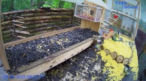 🔴24/7 Кормушка в лесу онлайн "Кафе Лесное" #Relaxing #природа #звуки леса #лето #погода