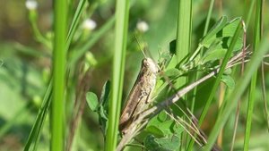 Как ест кузнечик (часть 2)