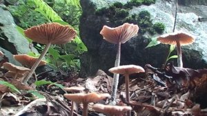 Время сбора грибов (1)