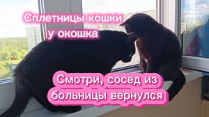 Сплетницы кошки у окошка. Прикольная озвучка кошек.