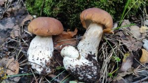 Опять Фролищи, пошли рыжики.