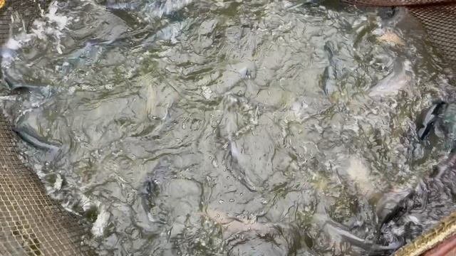 Форель