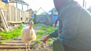 Деревня и мы её жители,выехала в город