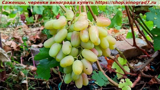 Виноград 6-7.08. 2025 года- ЮБИЛЕЙ НОВОЧЕРКАССКА, стабильно плодоносящая форма, товарная, вкусная смотреть онлайн