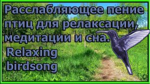Релакс .РАССЛАБЛЯЮЩЕЕ ПЕНИЕ ПТИЦ В ВЕСЕННЕМ ЛЕСУ ДЛЯ ОТДЫХА И КРЕПКОГО СНА