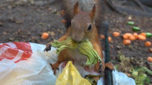 Белкам снова нужны орехи. Зарисовка