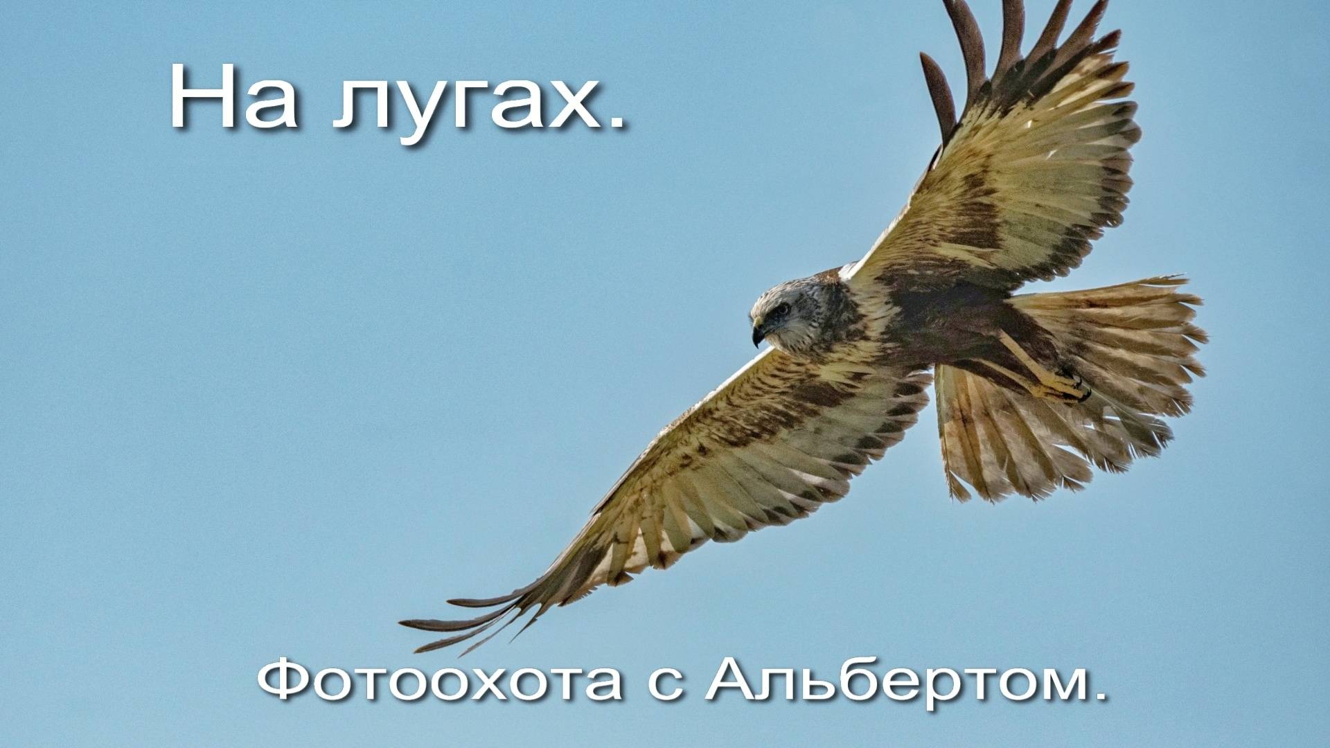 Фотоохота с Альбертом. На лугах.