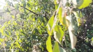 поход за боярышником