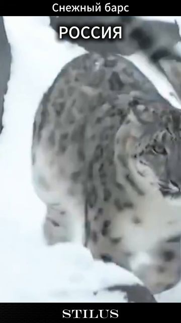 Снежный барс#Snow leopard_RUSSIA смотреть онлайн