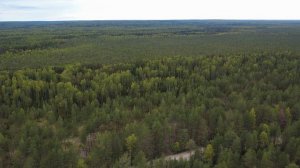 Вельск, Раменская дорога 17 км., место силы грибников...