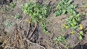 Прошлась по огороду. Уборку картофеля закончили.