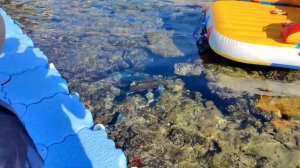 QUEEN SHARM RESORT 4*. Обзор пляжа отеля