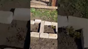 Прогулка кошки на улице