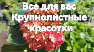 Саженцы гортензии крупнолистной для вас!