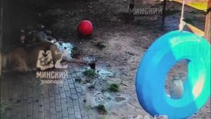 Шархан съел вторую курицу в 16-40 30.08.2025