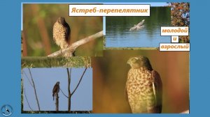 Ястреб-перепелятник. Молодой и взрослый. Июль-август 2025