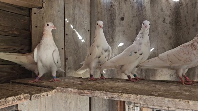 Желтомраморные Бойные голуби.Донецк ДНР.