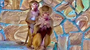 Все гамадрилята ушли в летний вольер и мама Лида СТАЛА СКУЧАТЬ за подружкой Люсей)