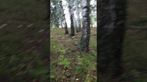 Ну огромные и величественные грибочки...