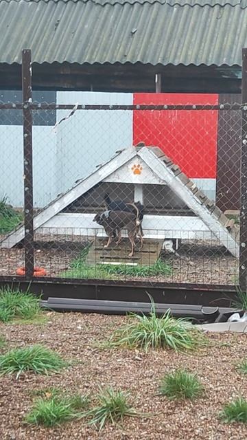 Зоогостиница Стерлитамак. Атлант и Нора