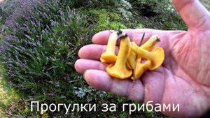 Прогулки за грибами.  Собираю маленькие лисички.  Нашел еще две цыганки. Гиднеллум голубой.