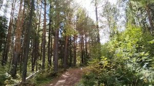 День в лесу 🌲 Уточки, ёлочки, ягодки и мы 😄