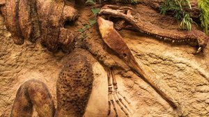 Этот крокодил разрывал на части динозавров. Останки свирепой древней рептилии нашли в Аргентине