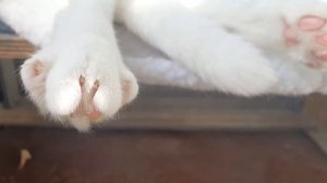 Милка греется на солнышке