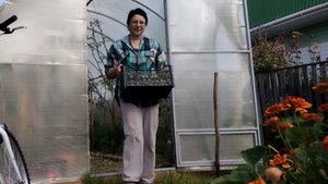 30-08-2025 Как избавиться от мух? / прибыль от томатов / готовлю теплицу.