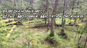 Разведка новых мест: Белые, Моховики, Маслята и Лисички. 30.08.2025