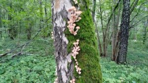 Опята 30 августа 2025 года Подмосковье.