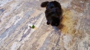 кот и валерьянка прикол с котом