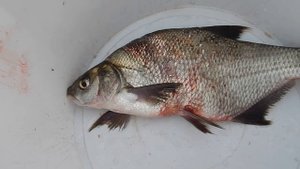 Лодка Badger Classic Line 340