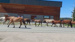 Лошади●Хромают не подкованы или от старости ●Как вы думаете ●●●