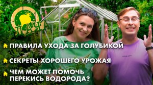 Как спасти голубику от вредителей? | Чем может помочь перекись водорода? | Лунный календарь. Дача