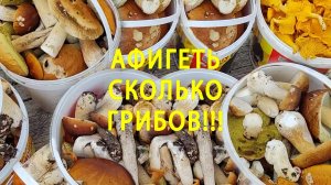 ОФИГЕТЬ СКОЛЬКО ГРИБОВ! Урожайный поход в леса Вологодской области с Романом