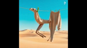 🐪 БЕЛЬЁ-ВЕРБЛЮД: СМЕШНЫЕ ПРИКЛЮЧЕНИЯ НА ВЕРЁВКЕ И НЕ ТОЛЬКО! 🌈