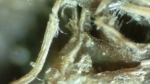 Путешествие в удивительный Мир живой природы 4-2 = Корень борщевика - желудок = зона 2.