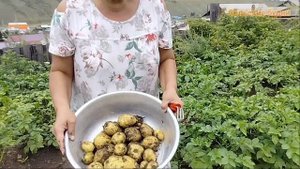 Лето заканчивается, урожай хороший, успевай собирать!