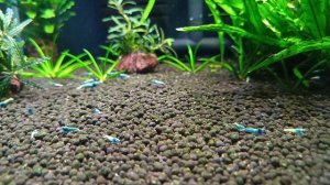 Аквариумные креветки blue bolt, shadow mosura.mp4