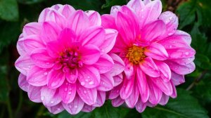 Прекрасные георгины.