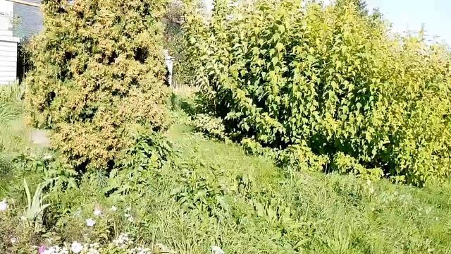 Влог одного дня. Покупки в Вайлдберризе, болталка, довязываю носок. смотреть онлайн