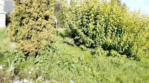 Влог одного дня. Покупки в Вайлдберризе, болталка, довязываю носок.