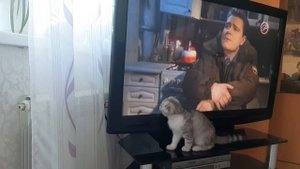 Вислоухая шотландка играет, смотрит телевизор